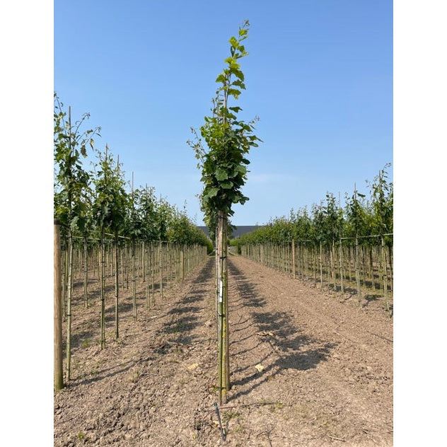 Rödek - Quercus rubra - Stammens omkrets 14-16 cm, höjd 3,5-4 meter, HS, COCO